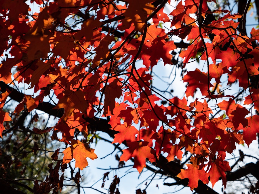 Photo: A tree in shadow with red leaves