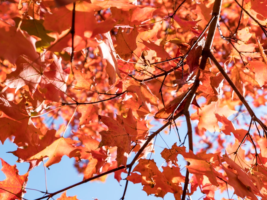 Photo: A tree with orange and red leaves hanging from black branches 