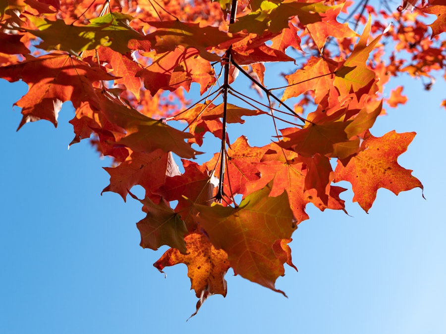 Photo: Looking up at orange leaves from branches in a tree