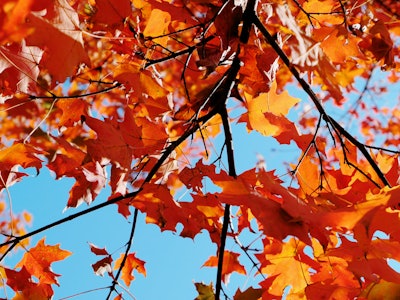 Fall Leaves in Tree - Orange leaves on a tree under blue sky