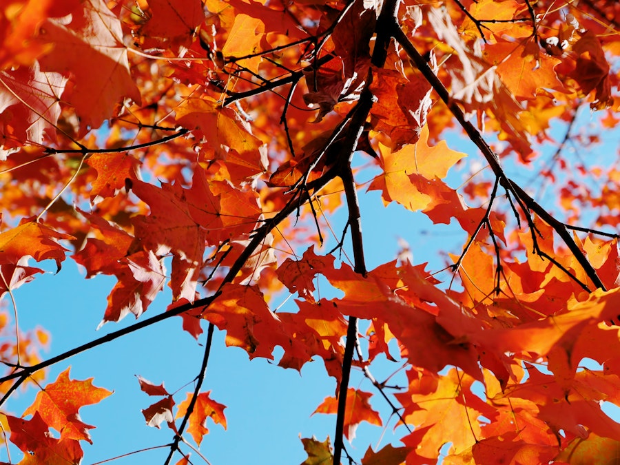 Photo: Orange leaves on a tree under blue sky