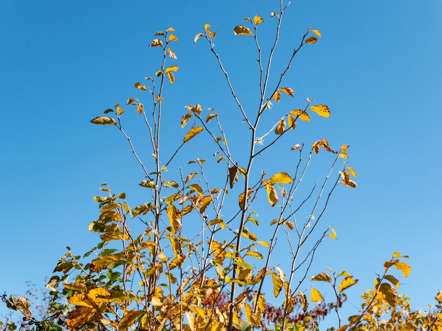 Photo: A tree with yellow and orange leaves under blue sky