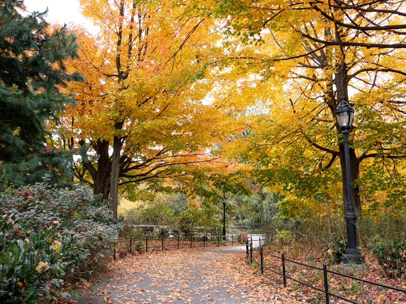 Photo: A path in a park with trees and bushes