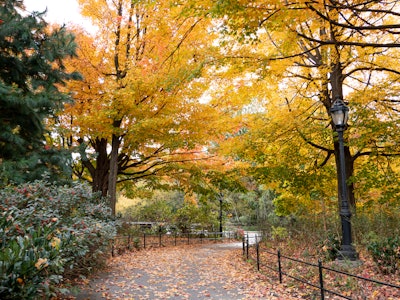 Park with Fall Trees - A path in a park with trees and bushes