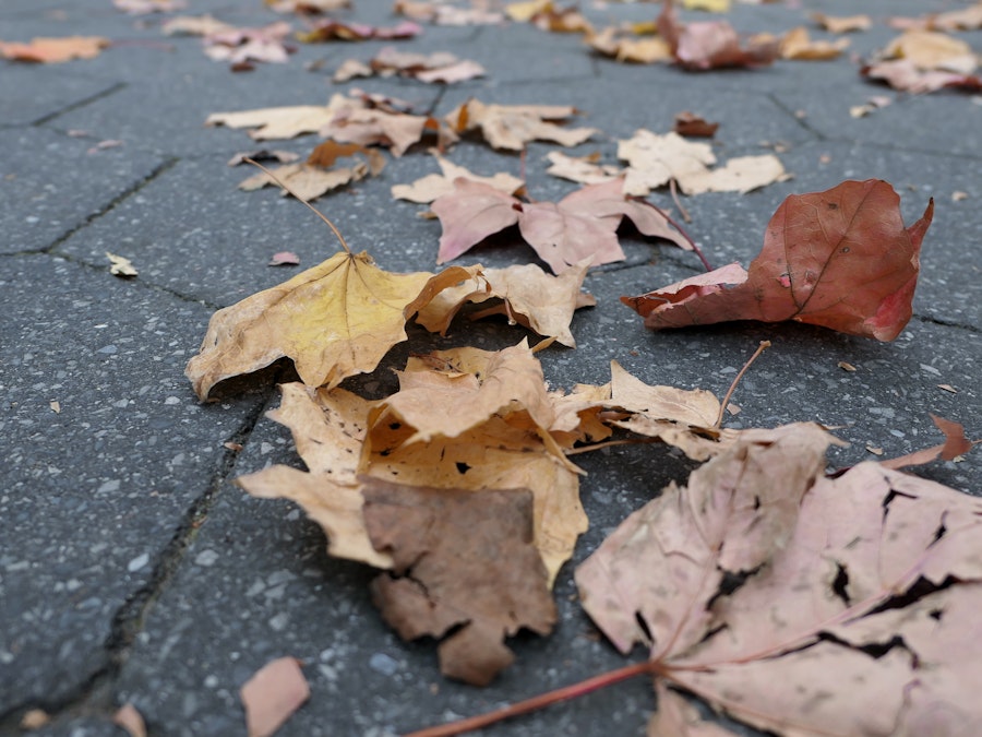Photo: A close up of leaves on stone ground