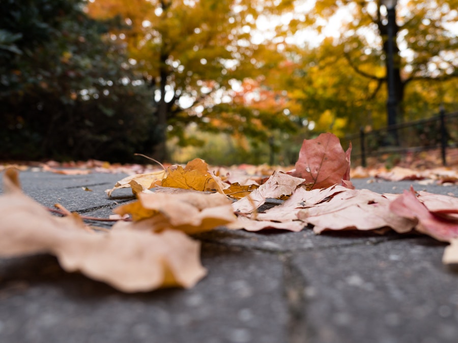 Photo: A pile of fall leaves on a stone surface beneath trees