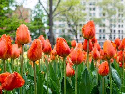 Red Tulips in Park - A group of red and orange tulips in a park garden