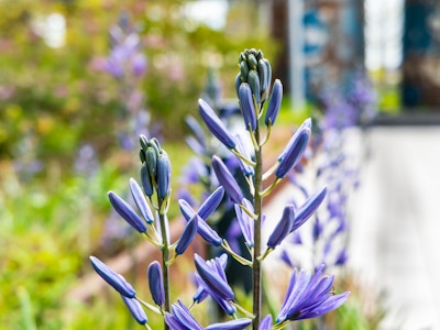 Purple Flowers in Garden - A close up of purple flowers