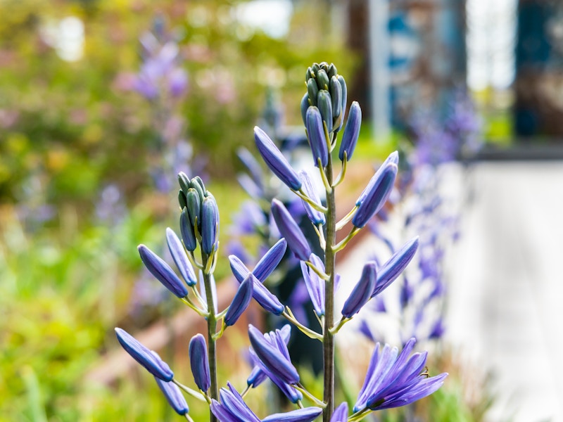 Photo: A close up of purple flowers