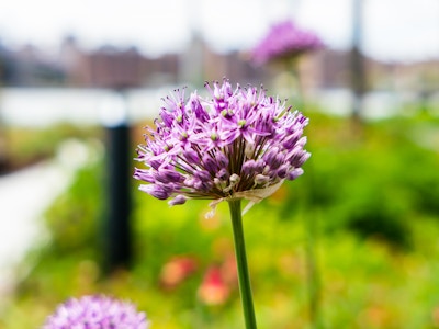 Focused Pink Flower in Garden - A pink and purple flower with green stem