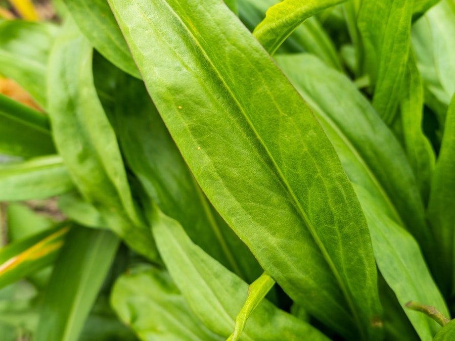 Photo: A close up of a green leaf