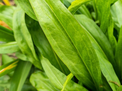 Green Leaves - A close up of a green leaf