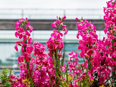 Pink Flowers - A group of pink flowers