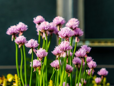 Pink Flowers in Garden - A group of pink and purple flowers in focus on a green stem