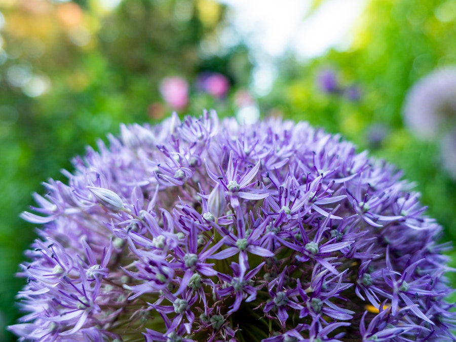 Photo: A close up of a purple flower in front of a blurry green background 