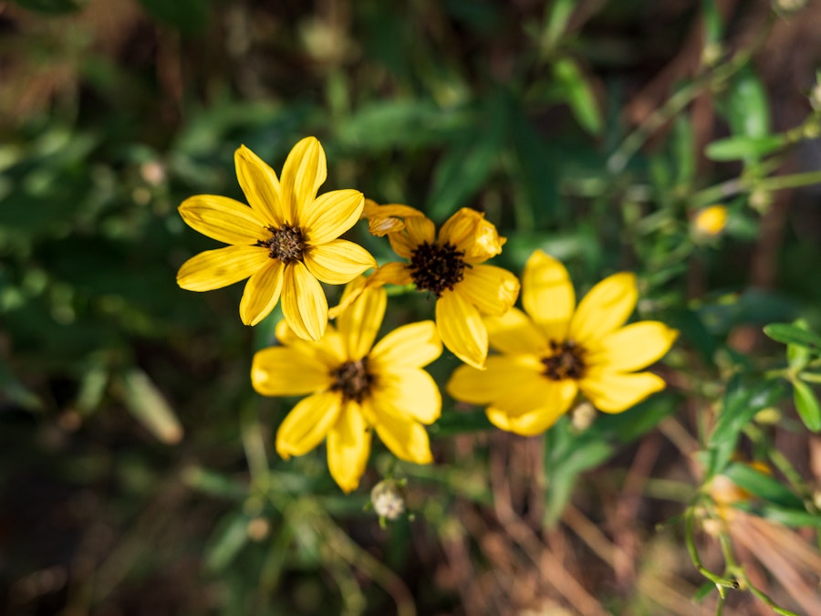 Photo: A group of yellow flowers with blurred brown and green leaves in the background 