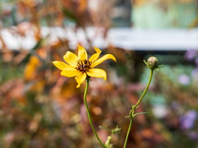 Yellow Flower in Garden - A yellow flower with a green stem in a garden