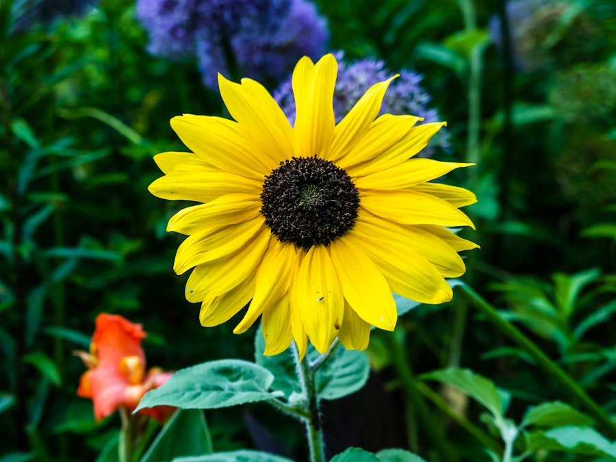 Photo: A yellow flower with a black center