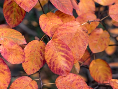 Orange and Red Leaves - A close up of red and orange leaves