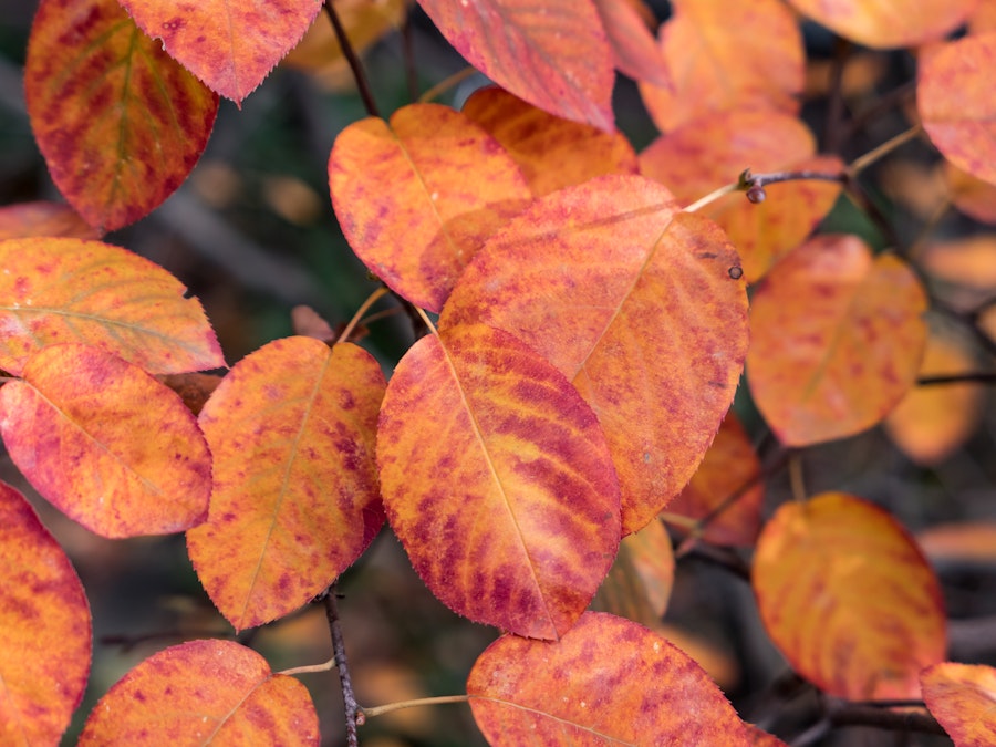 Photo: A close up of red and orange leaves