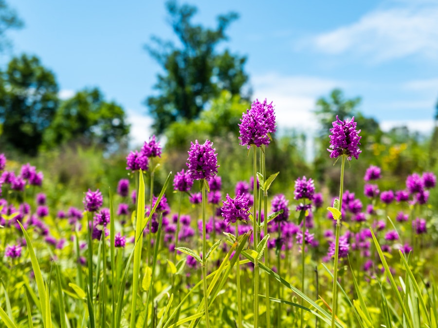 Photo: A field of purple flowers