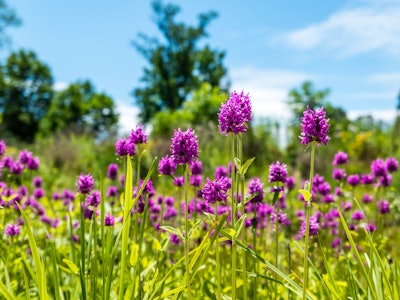 Pink & Purple Flowers in Garden - A field of purple flowers