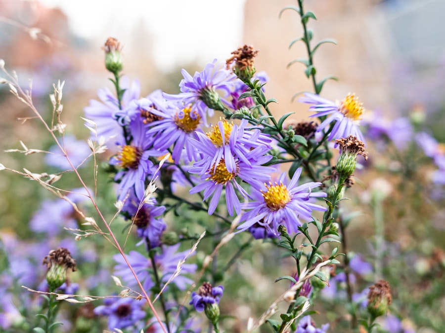 Photo: A close up of purple flowers with yellow centers