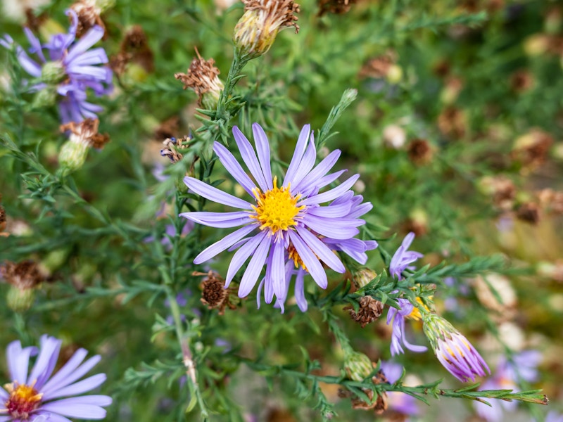 Photo: A close up of a purple flower with yellow center