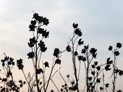 Silhouetted Flowers in Sunset - A silhouette of plants with flowers