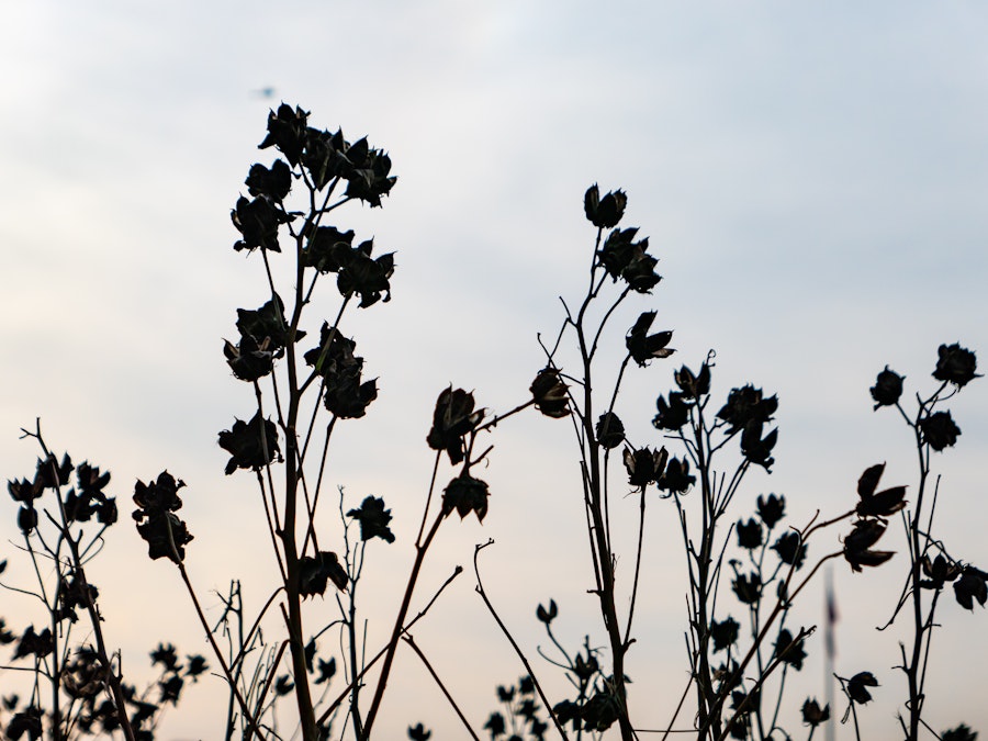 Photo: A silhouette of plants with flowers