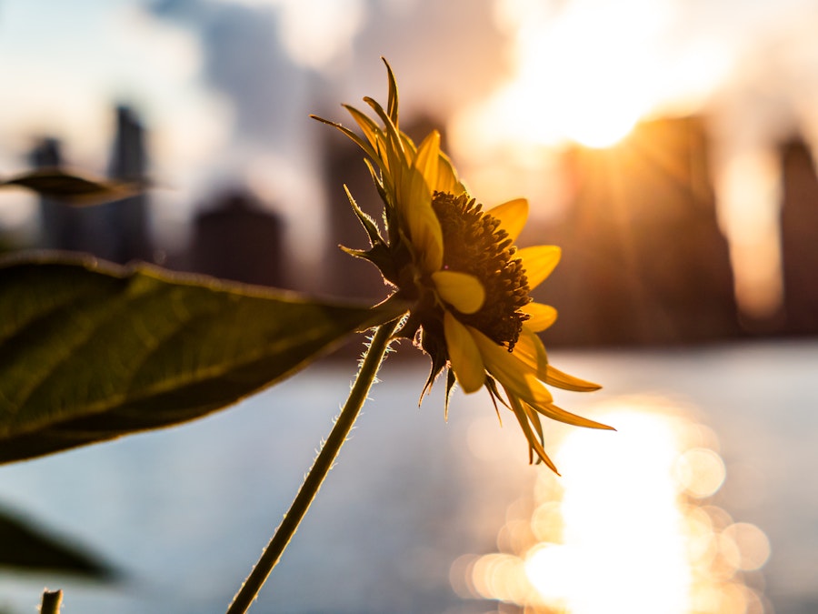 Photo: A sunflower with a city in the background