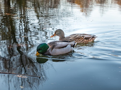 Ducks in Water - Two ducks swimming in the water