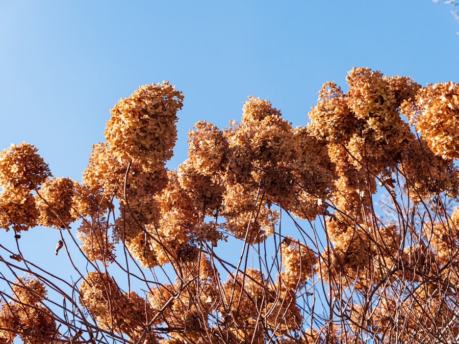 Photo: A tree with brown and red flowers under blue sky