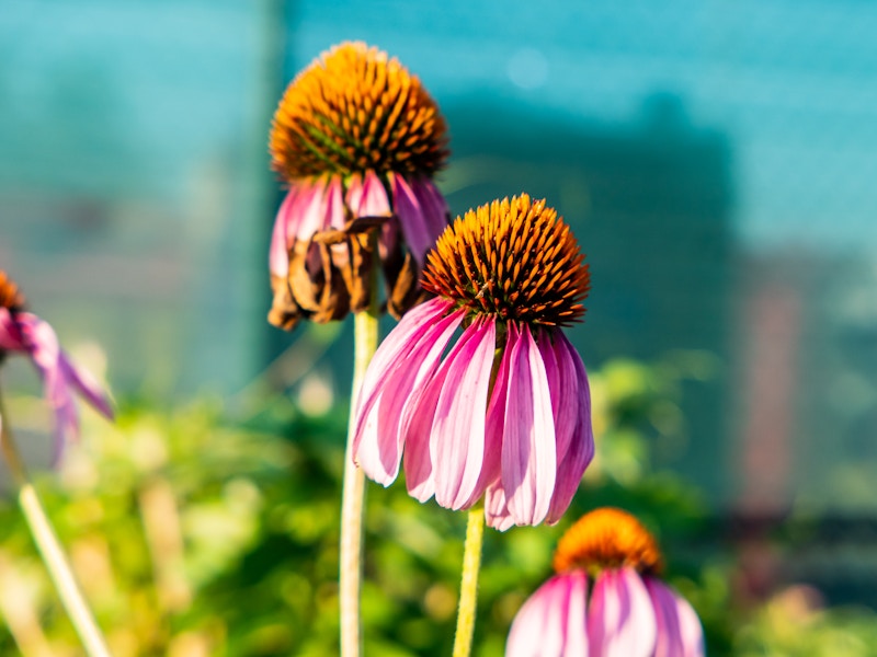 Photo: A close up of pink and orange flowers