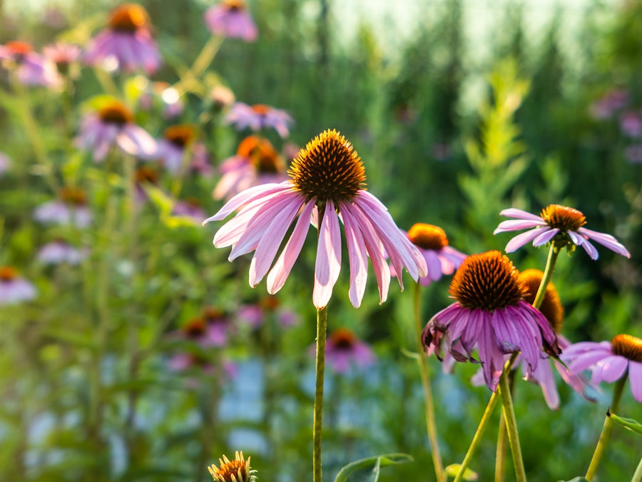 Photo: A group of purple and orange flowers in a field 