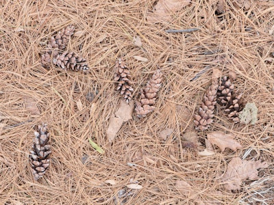 Pinecones - Pine cones on the ground