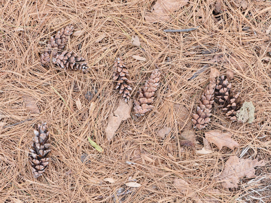 Photo: Pine cones on the ground