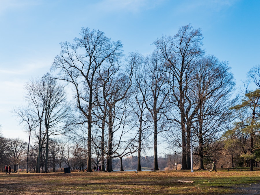 Photo: A group of trees in a park with grass under blue sky