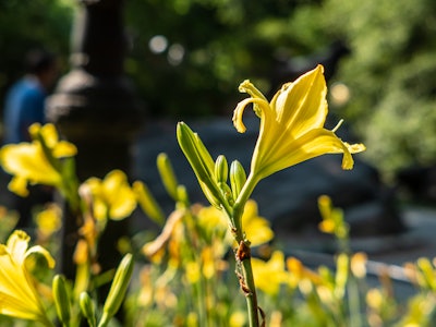 Yellow Flower in Garden - A yellow flower in focus on a stem