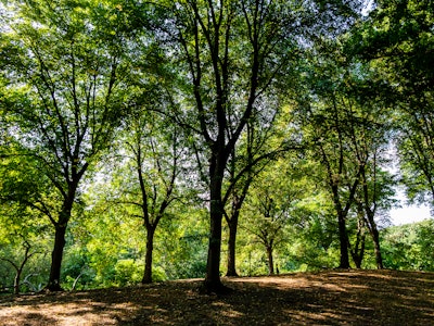 Trees and Grass in Park - A group of trees in a forest at a park