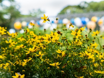 Yellow and Black Flowers in Garden - A group of yellow flowers