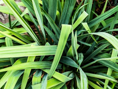 Repeating Layered Green Leaves - A close up of green leaves