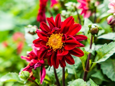 Red and Yellow Flower in Garden - A close up of a red flower with yellow center