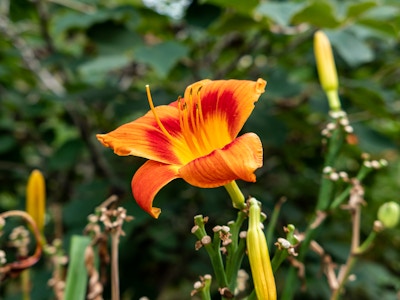 Orange and Red Flower - A close up of an orange and red flower