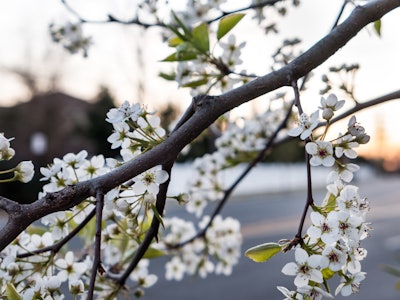 Cherry Blossoms - A tree branch with white cherry blossom flowers in focus on a blurred background 