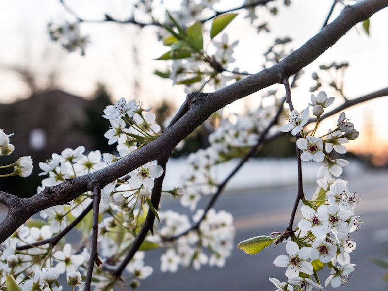 Photo: A tree branch with white cherry blossom flowers in focus on a blurred background 