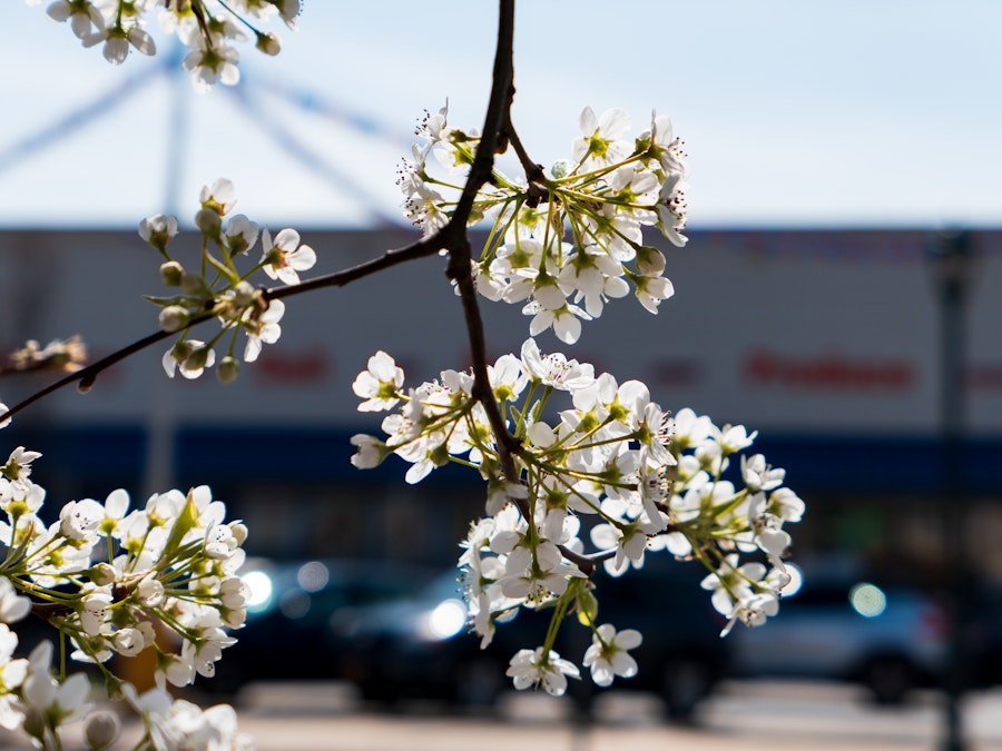 Photo: A close up of a tree branch with white cherry blossom flowers