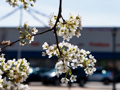 Cherry Blossoms on Branches - A close up of a tree branch with white cherry blossom flowers
