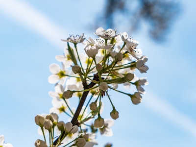 Cherry Blossom - A close up of a white cherry blossom flower