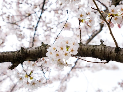 Cherry Blossom on Branch - A tree branch with white cherry blossom flowers